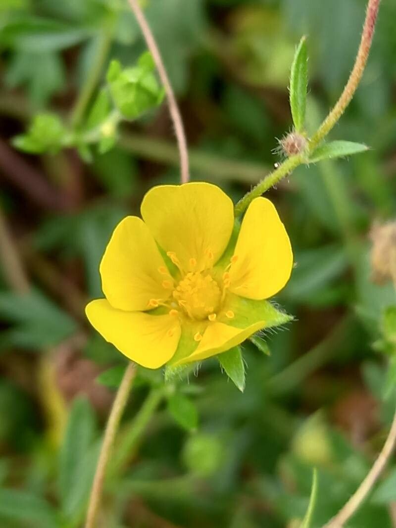 Potentilla rhenana flower