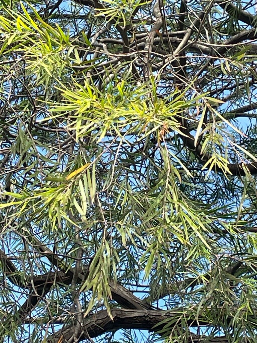 Acacia floribunda — search result for 'Southern New South Wales'