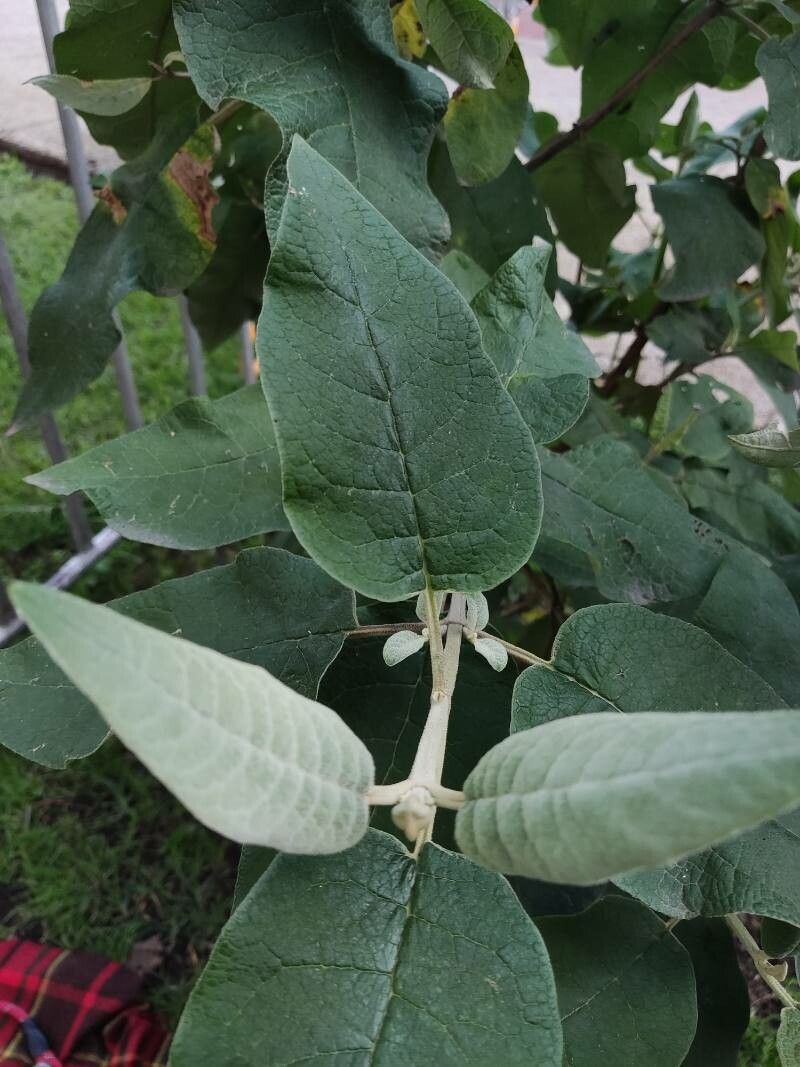 Buddleja cordata leaf