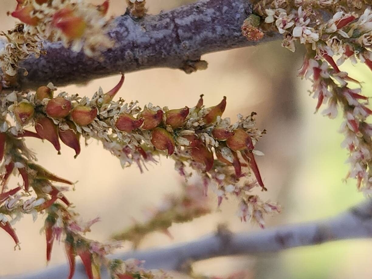 Tamarix mascatensis fruit