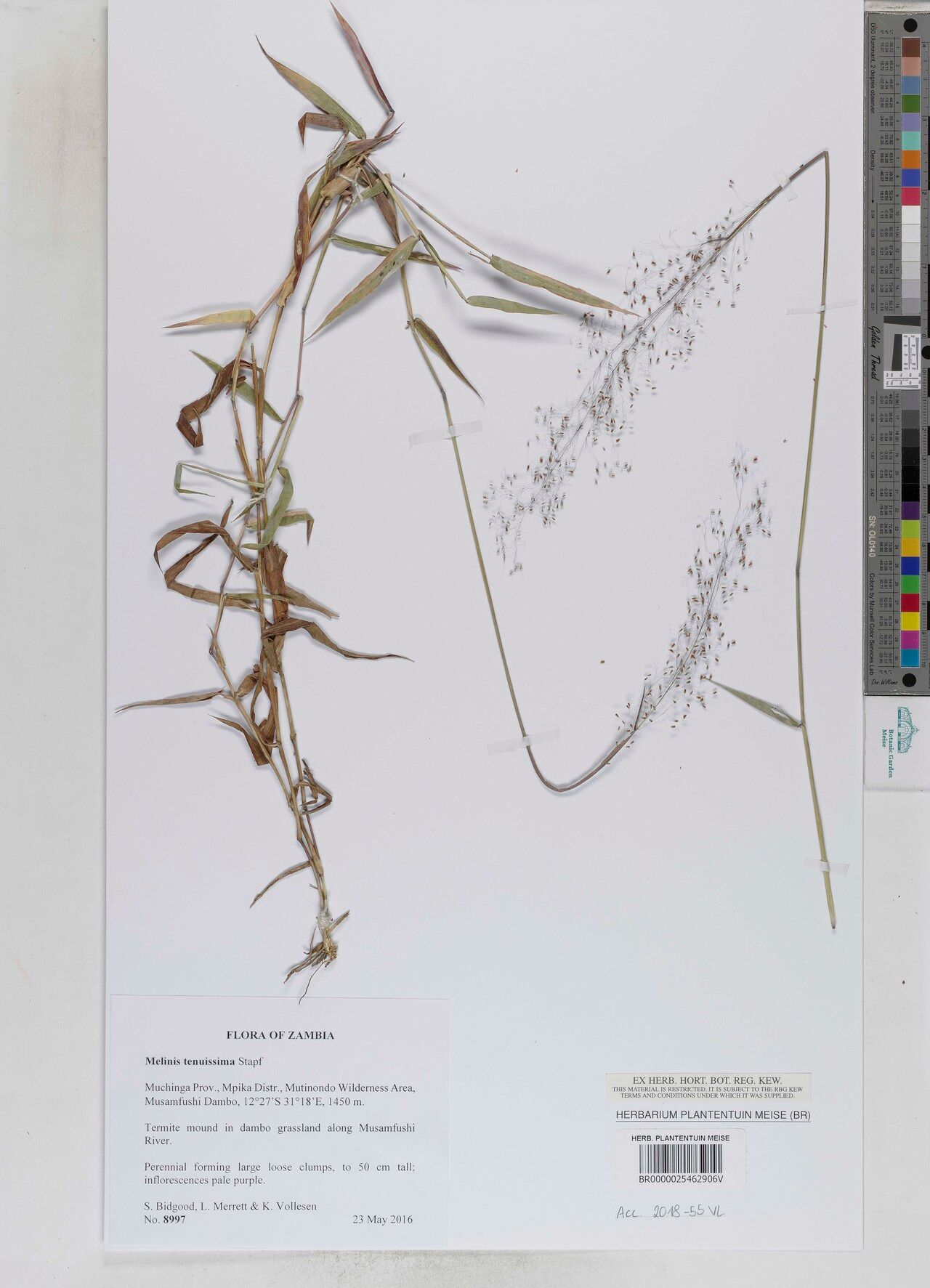 Melinis tenuissima — search result for 'Melinis'