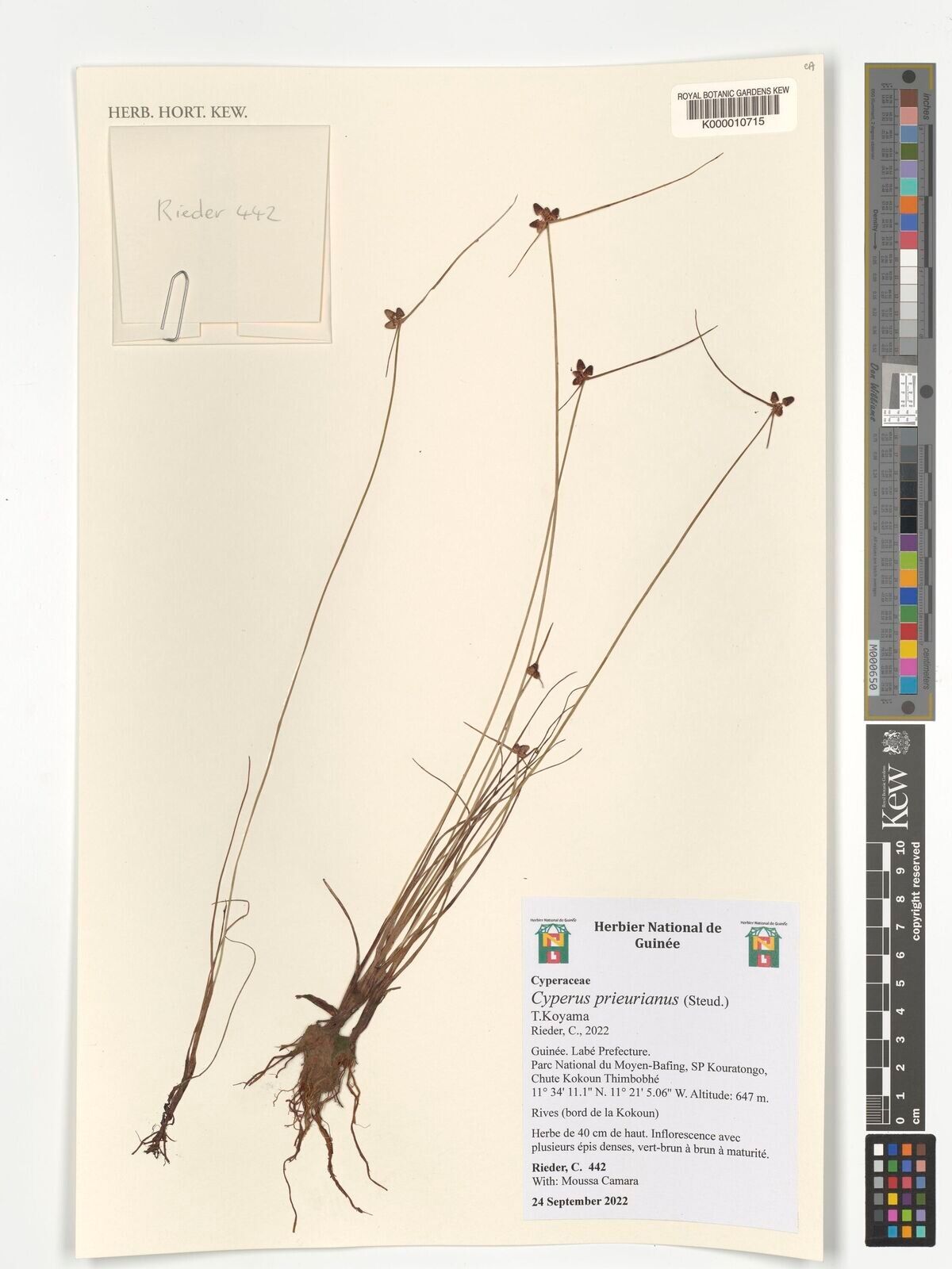 Cyperus prieurianus — houseplant care guide