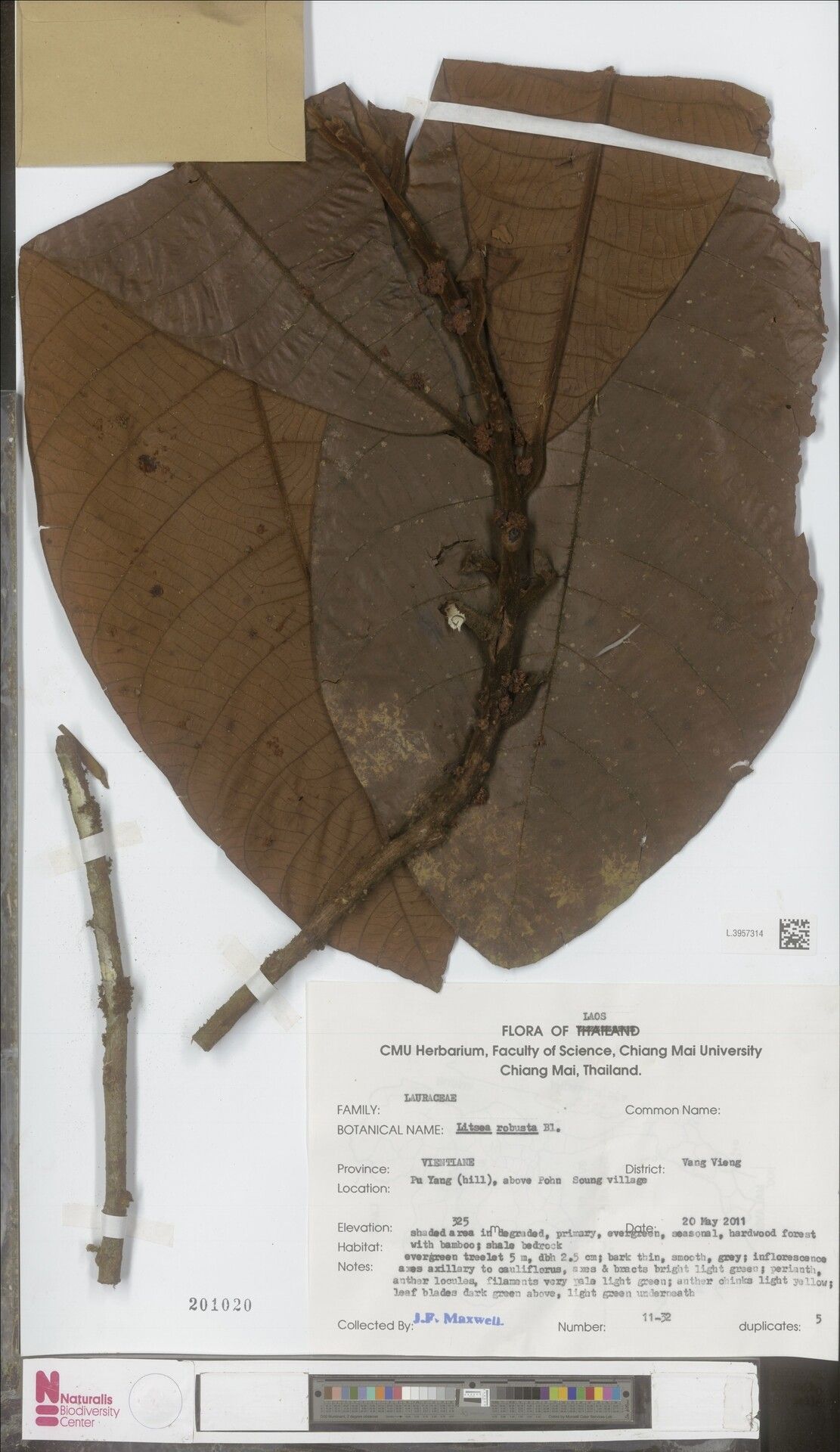 Litsea robusta — search result for 'Litsea'