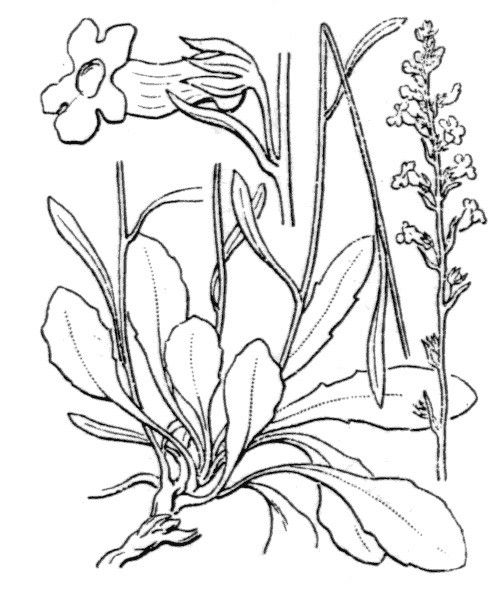 Anarrhinum corsicum other