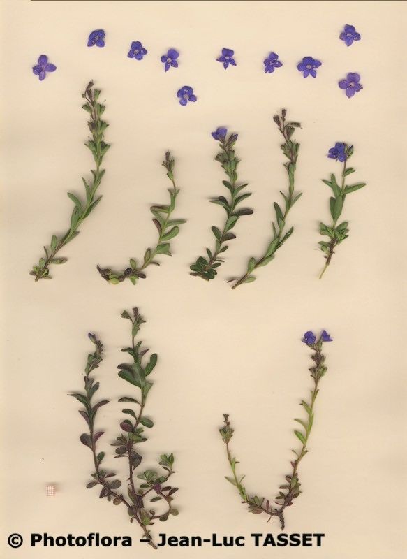 Veronica cantabrica habit