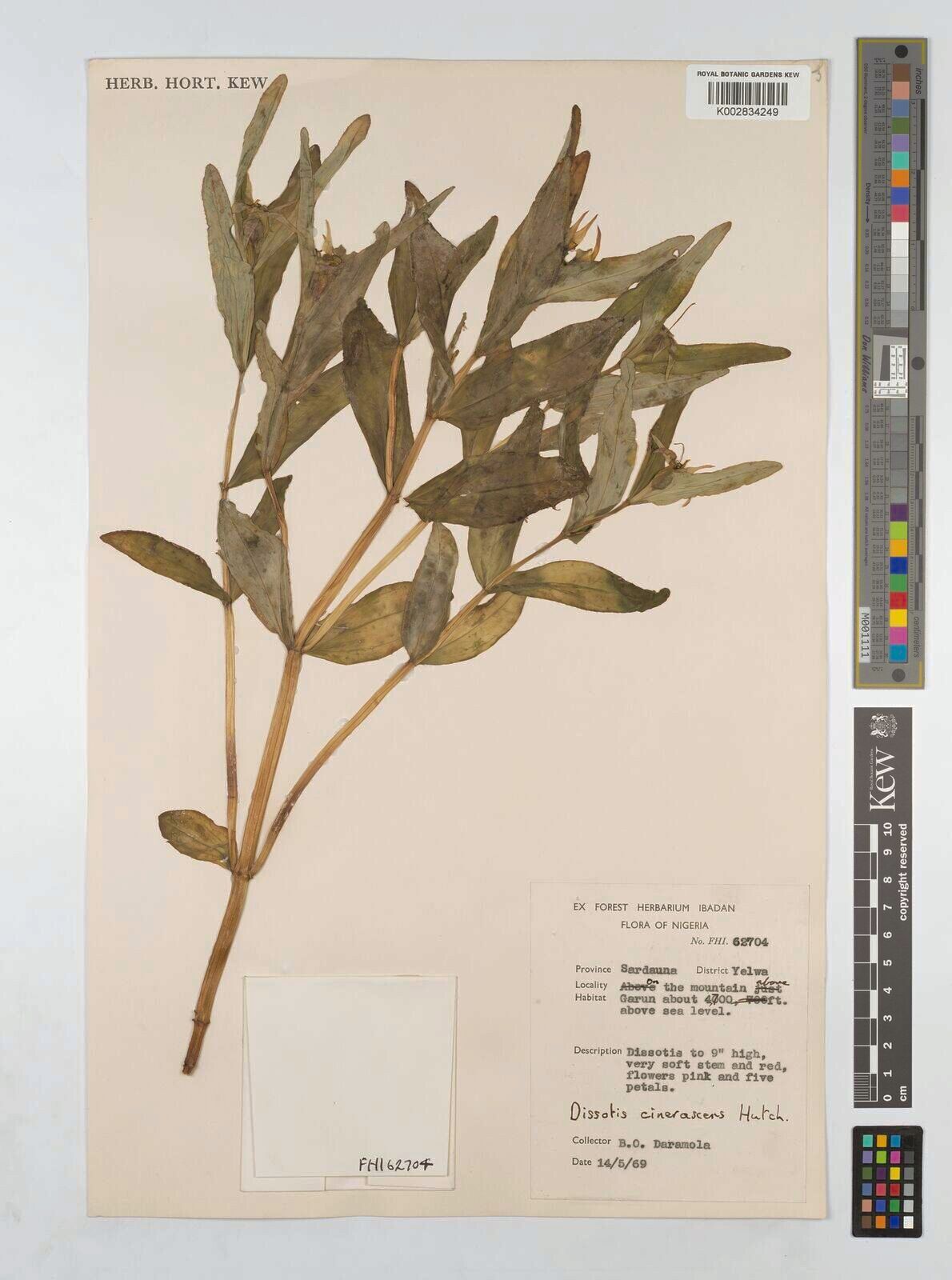 Guyonia cinerascens — related species from the same genus