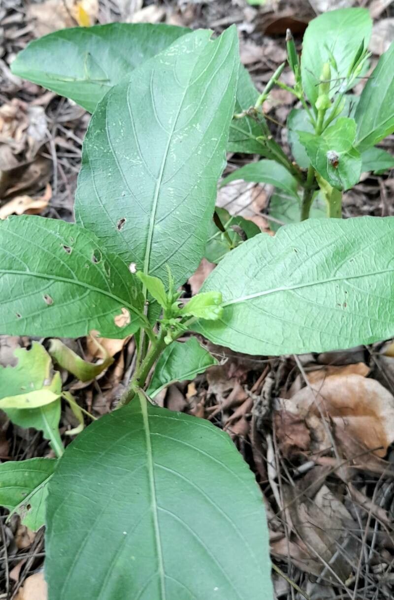 Ruellia tuberosa — search result for 'Acanthaceae'