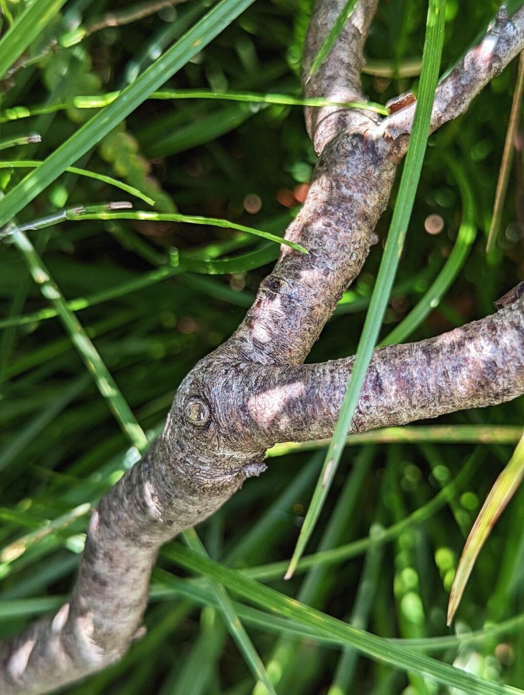Comptonia peregrina bark