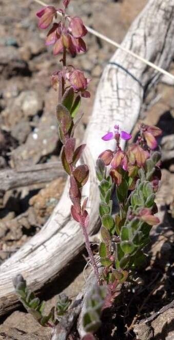 Polygala rhinostigma — houseplant care guide
