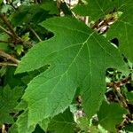 Hydrangea quercifolia