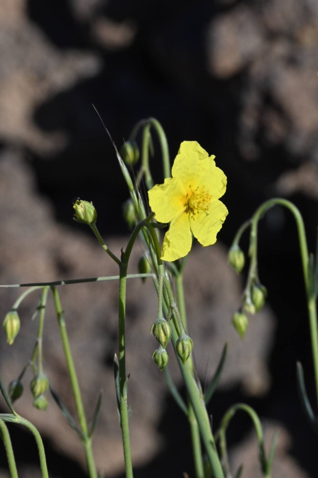 Helianthemum juliae flower