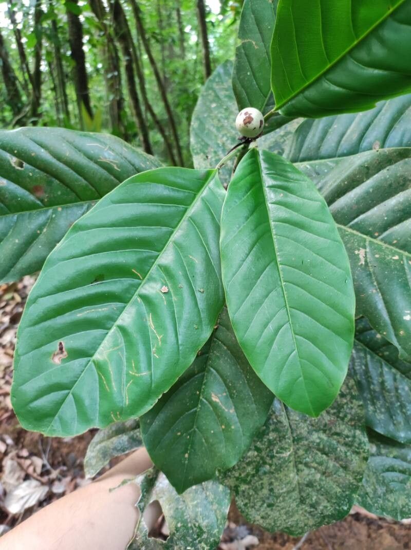 Magnolia wetteri — houseplant care guide