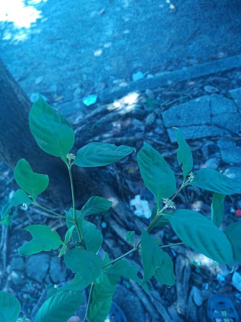 Palicourea hoffmannseggiana — houseplant care guide