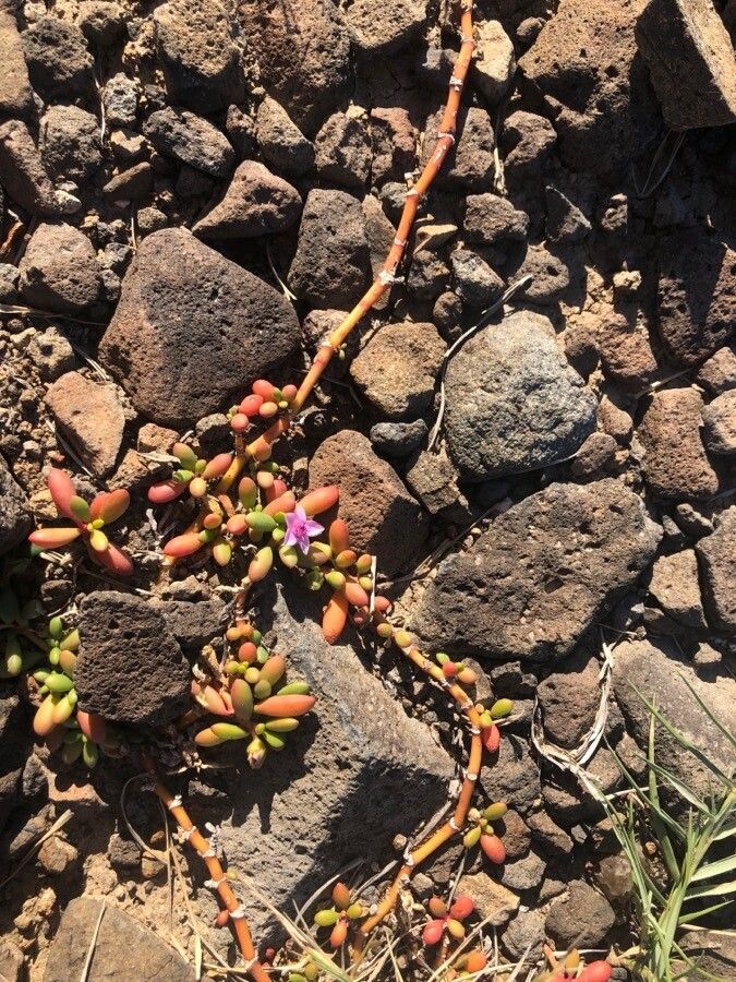 Sesuvium portulacastrum flower