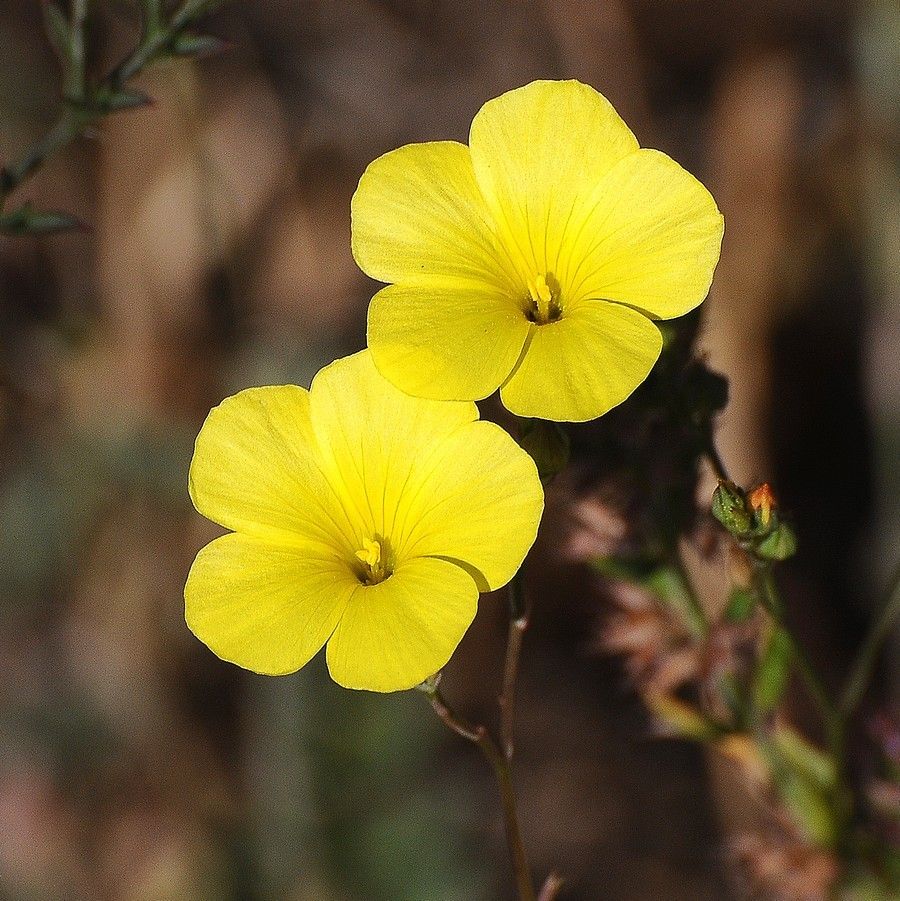 Linum tenue flower