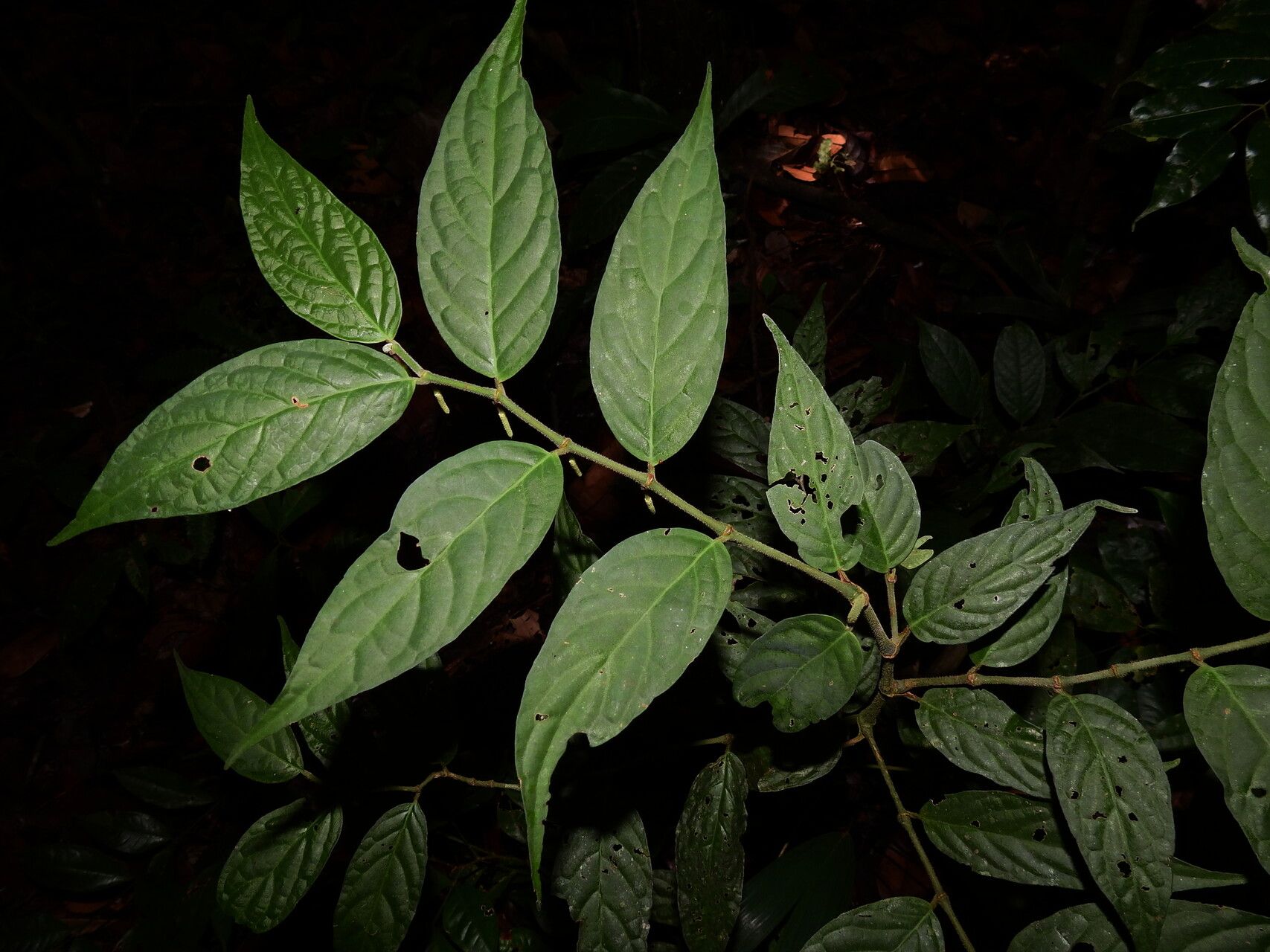 Piper adenandrum — related species from the same genus