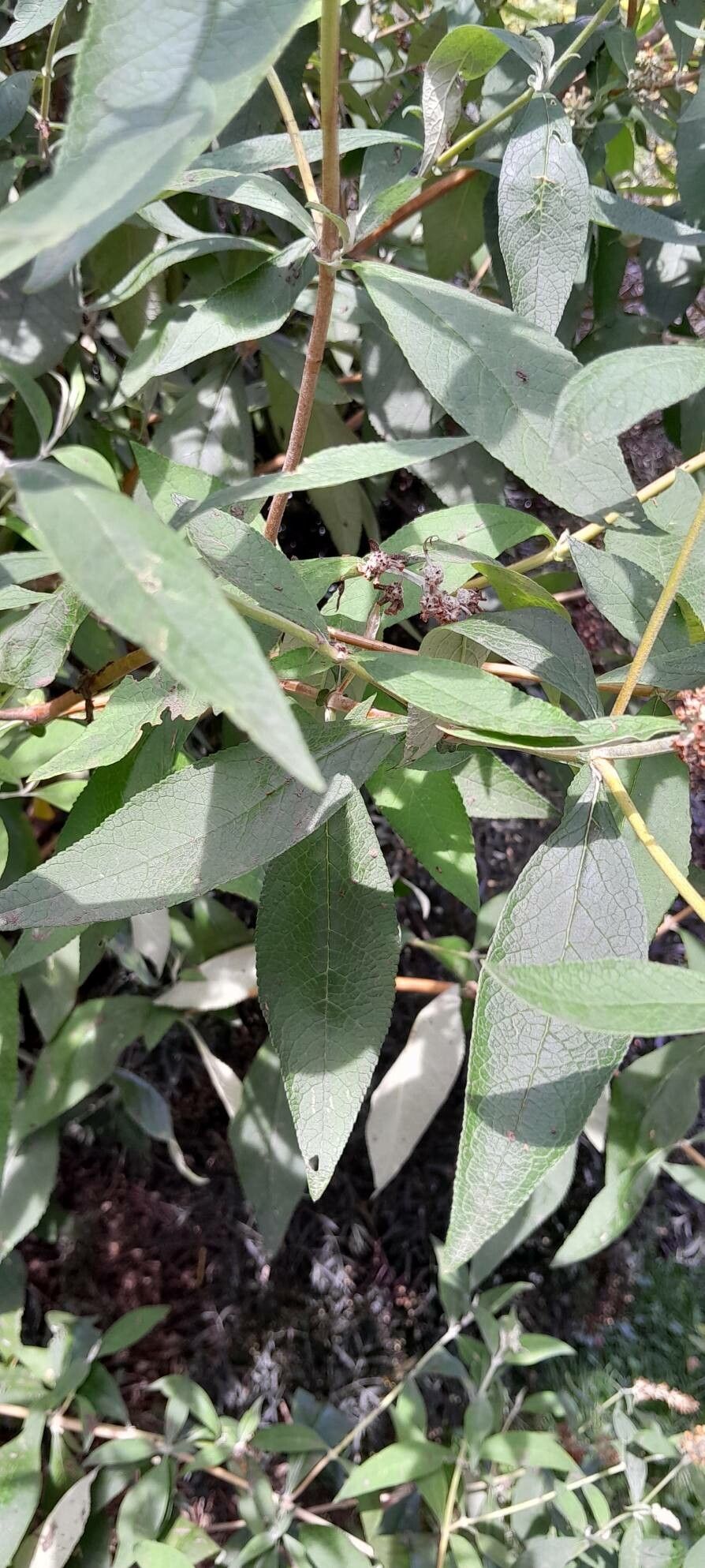 Buddleja × weyeriana — search result for 'Buddleja'