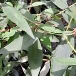 Buddleja × weyeriana