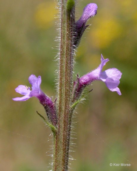 Verbena lasiostachys bark
