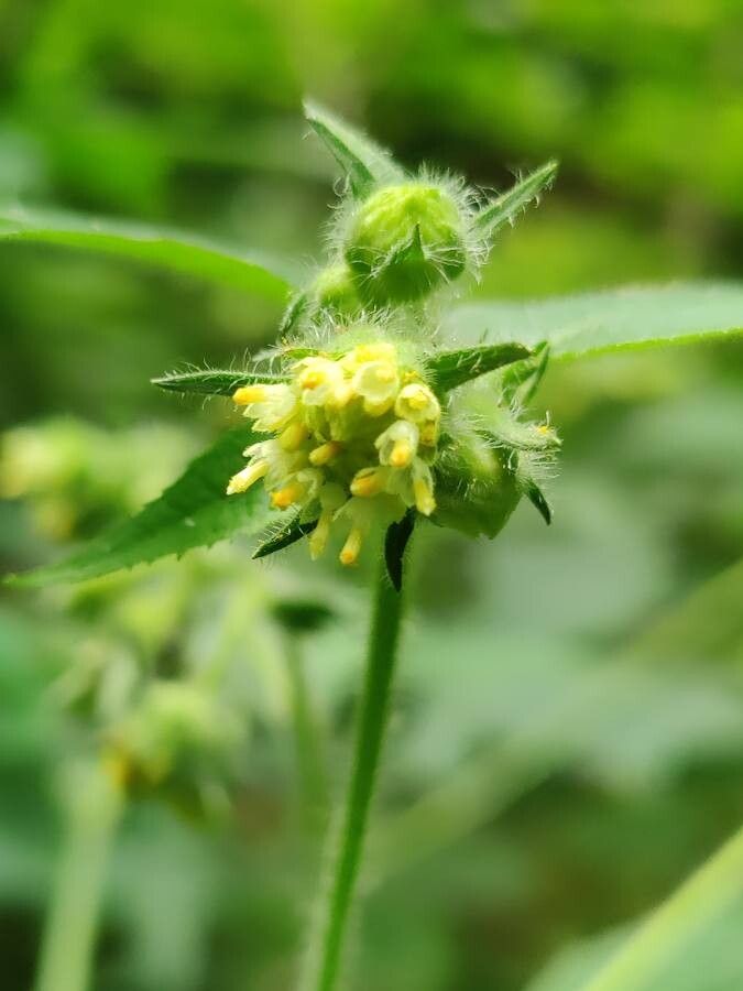 Polymnia canadensis flower