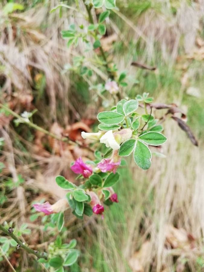 Chamaecytisus proteus — houseplant care guide