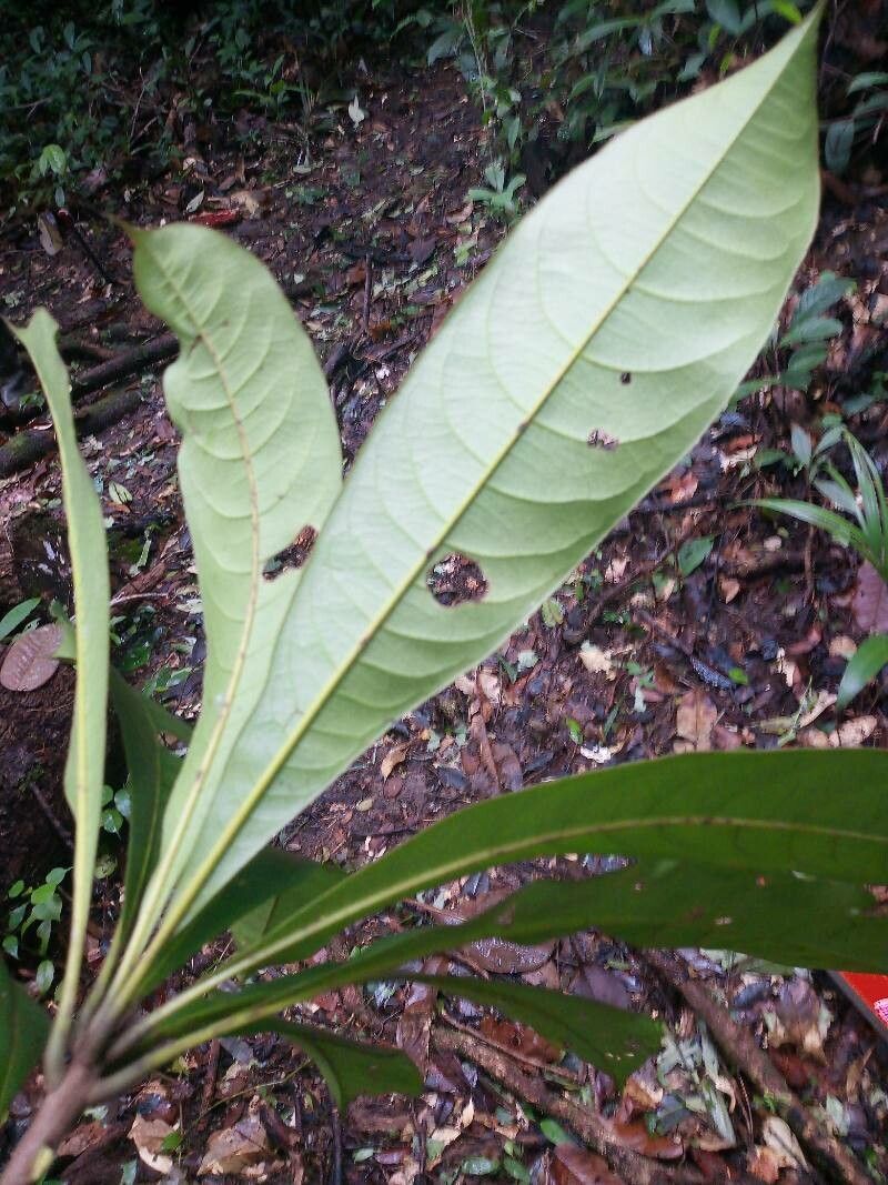 Buchenavia guianensis — related species from the same genus