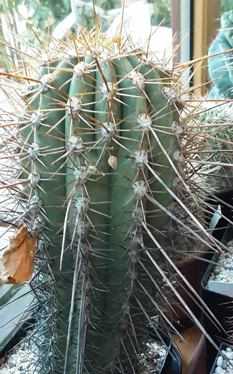 Weberbauerocereus cephalomacrostibas habit