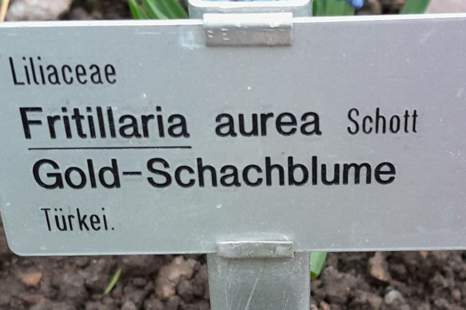 Fritillaria aurea other