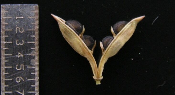 Rostellularia diffusa fruit