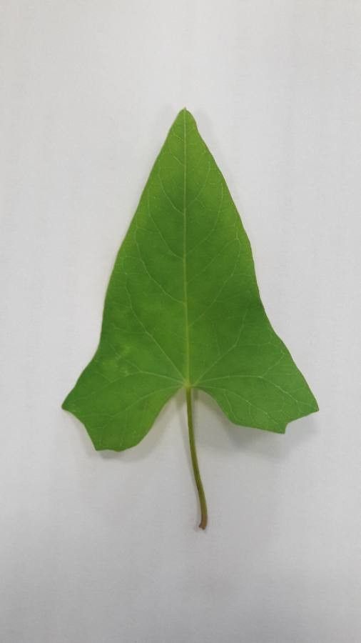 Polygonum convolvulus leaf