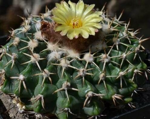 Parodia erinaceus flower