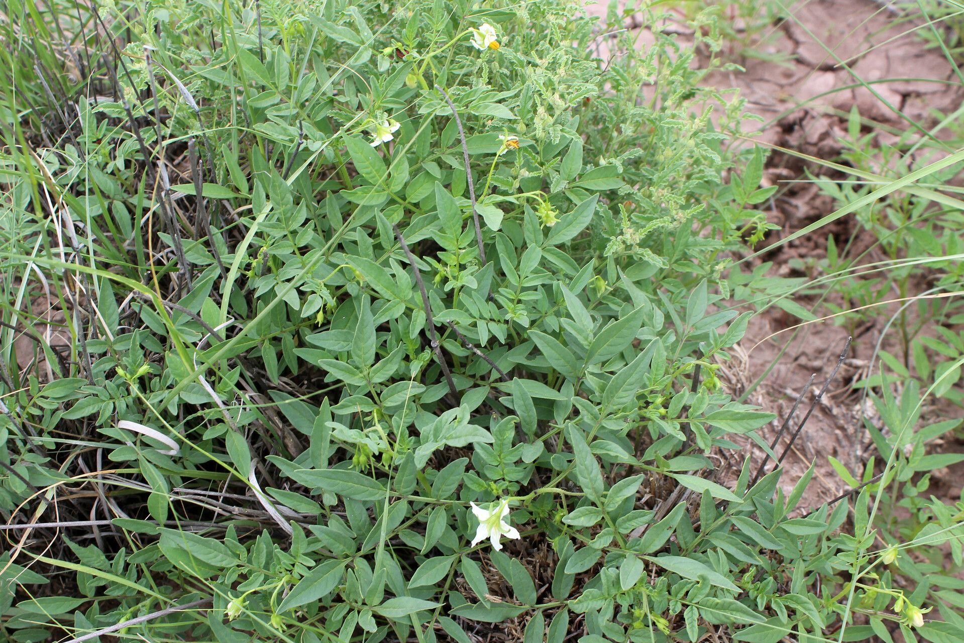 Solanum jamesii — houseplant care guide