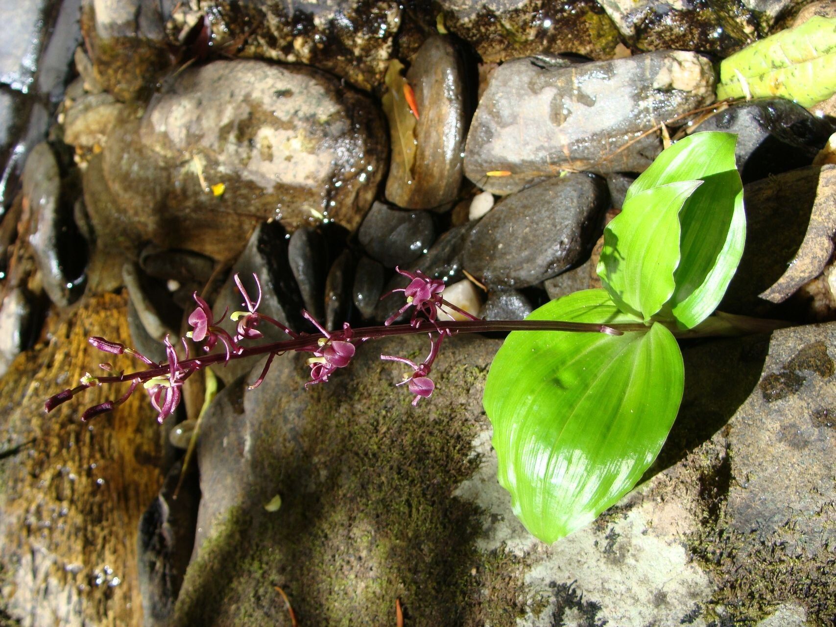 Liparis layardii habit
