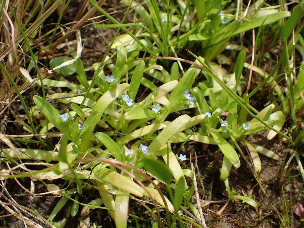 Myosotis sicula habit