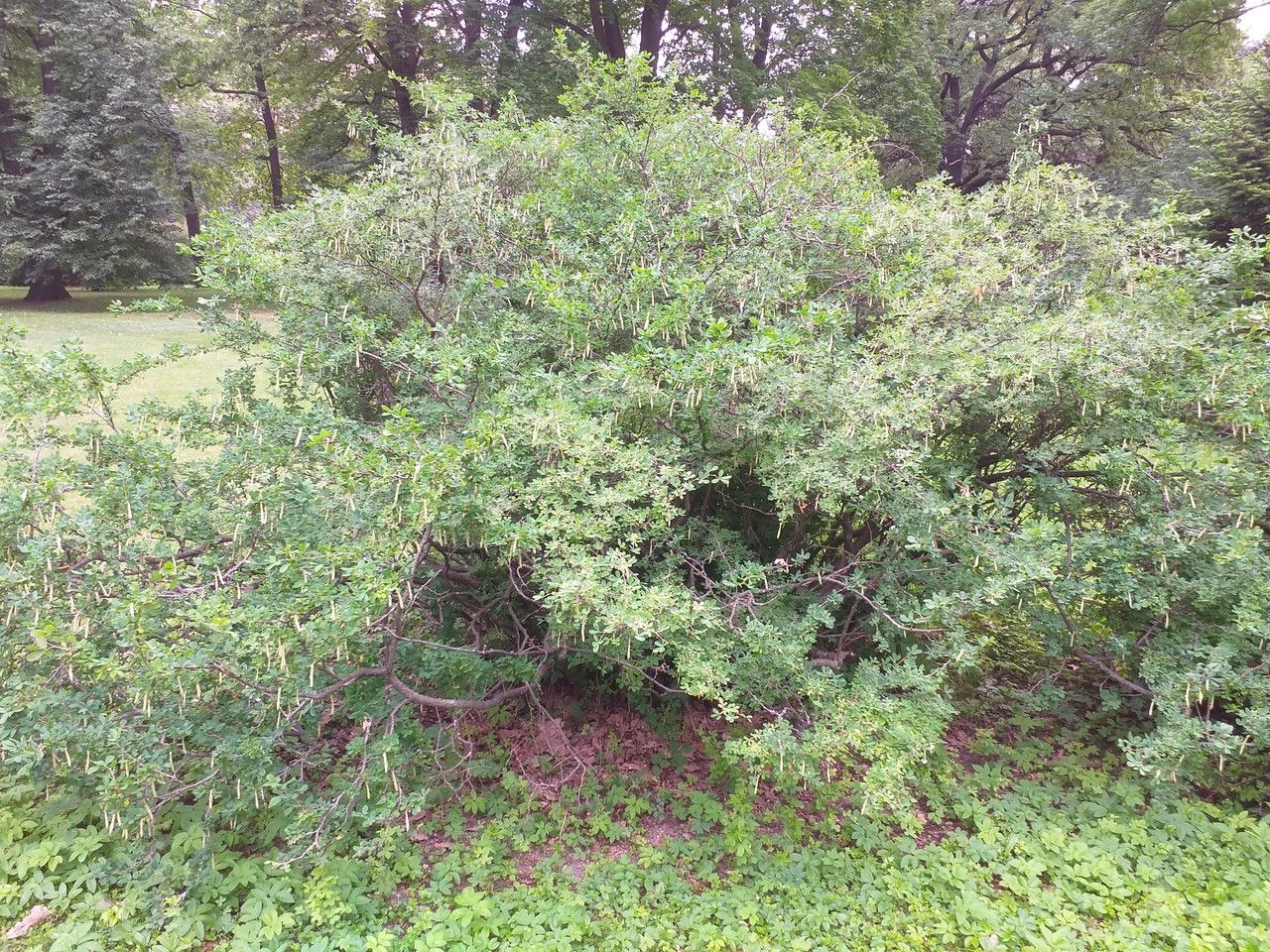 Caragana frutex habit