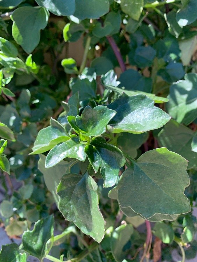 Oxybasis chenopodioides leaf