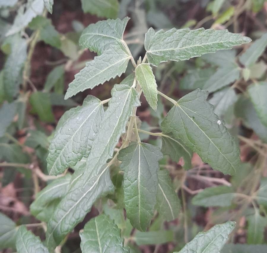 Pavonia hastata leaf