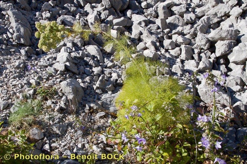 Seseli globiferum bark