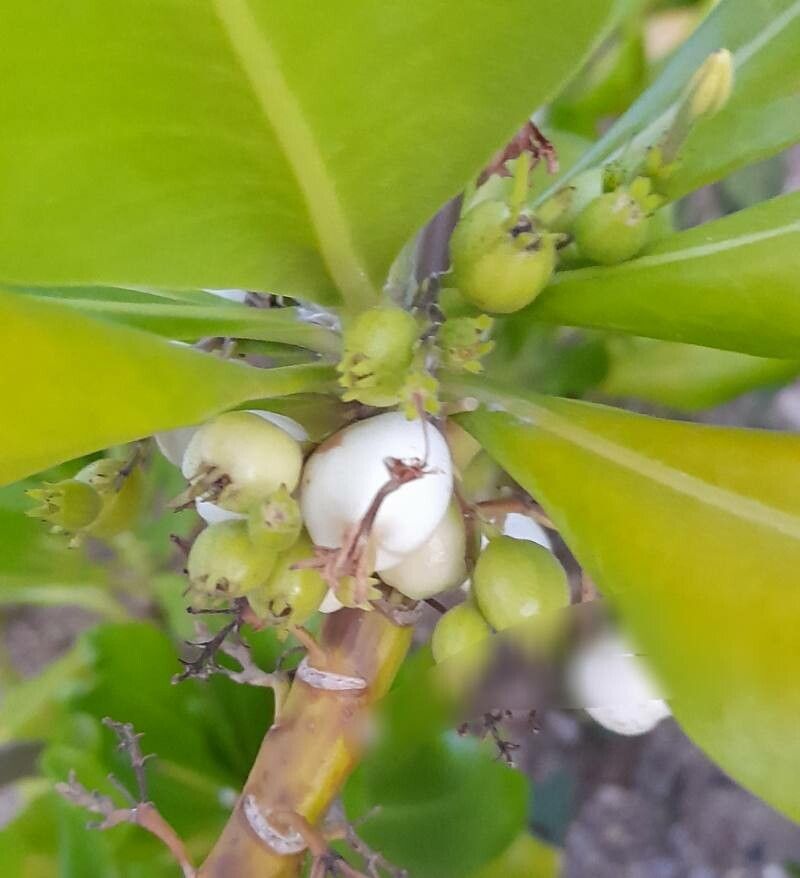Scaevola taccada fruit