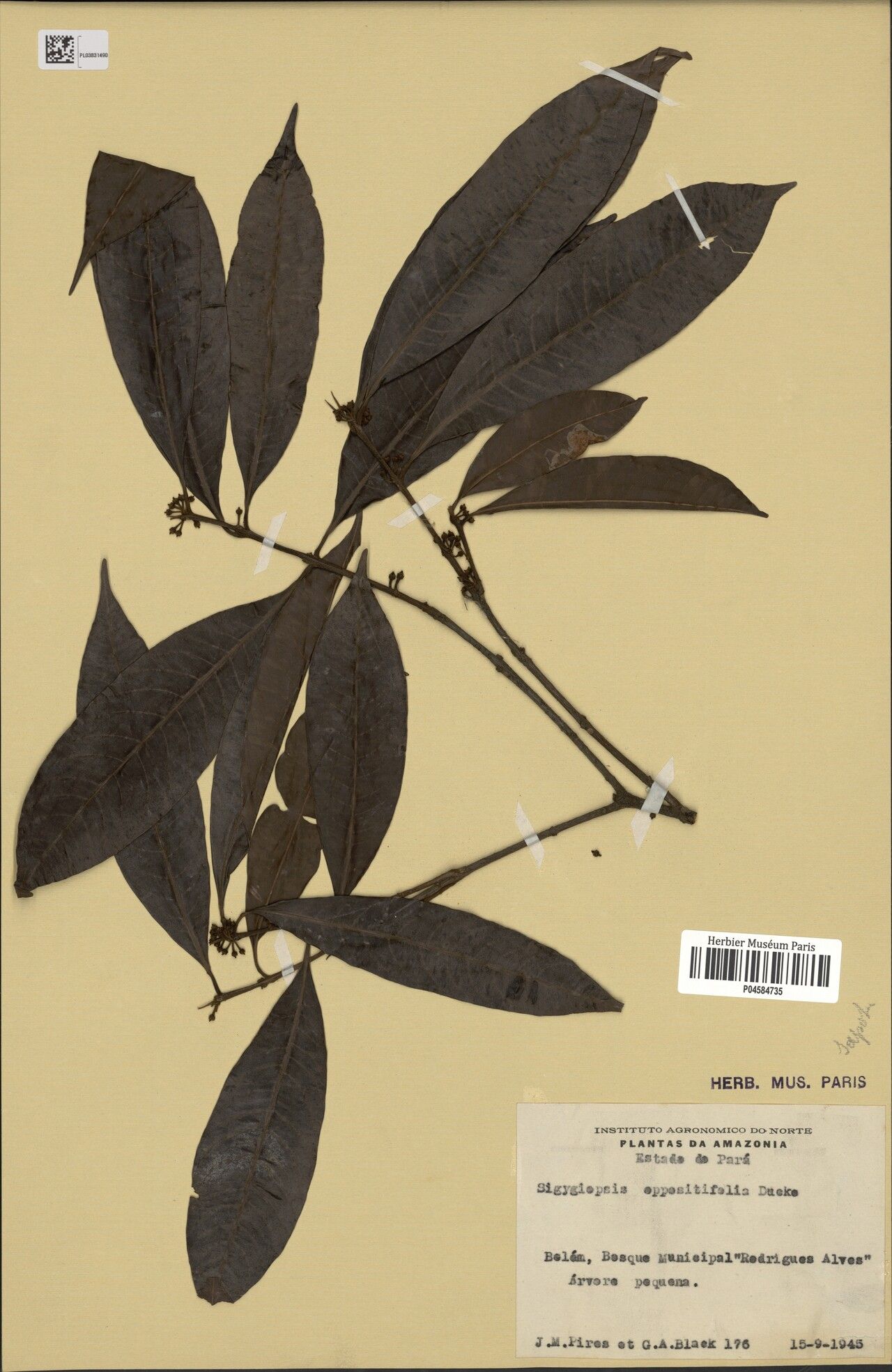 Pouteria oppositifolia — houseplant care guide