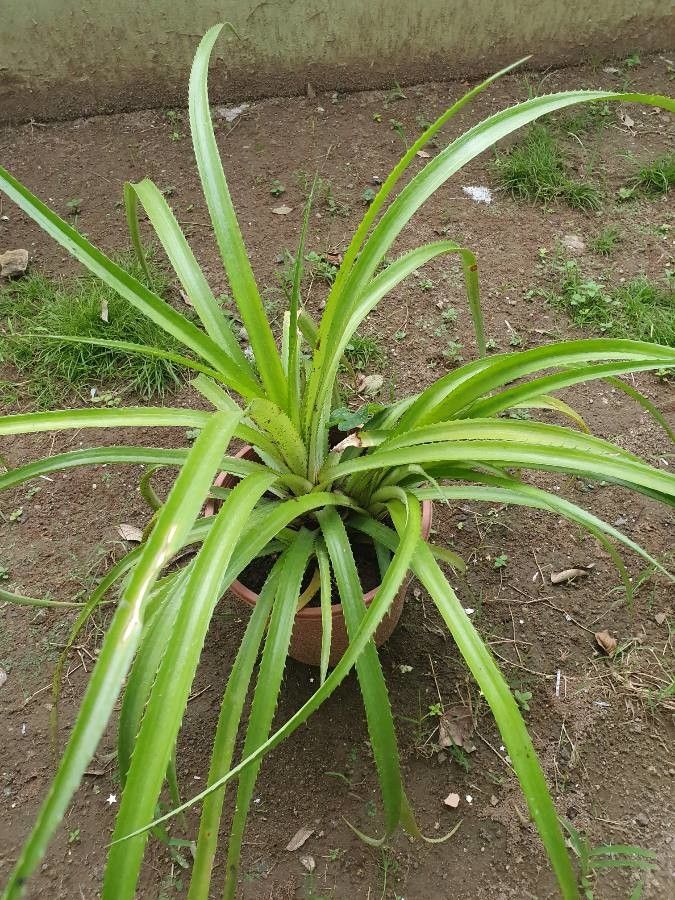 Pandanus veillonii leaf