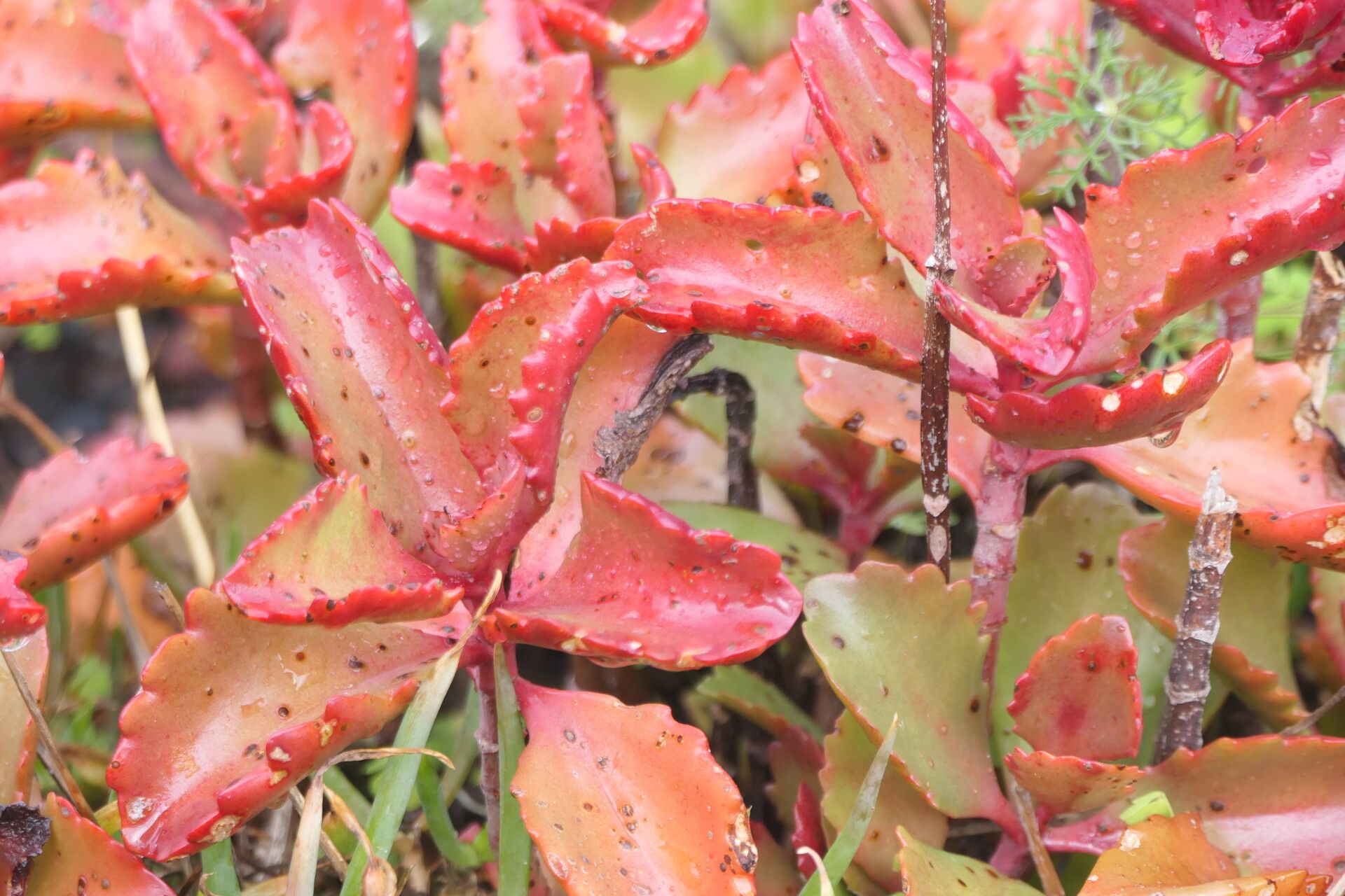 Kalanchoe sexangularis leaf