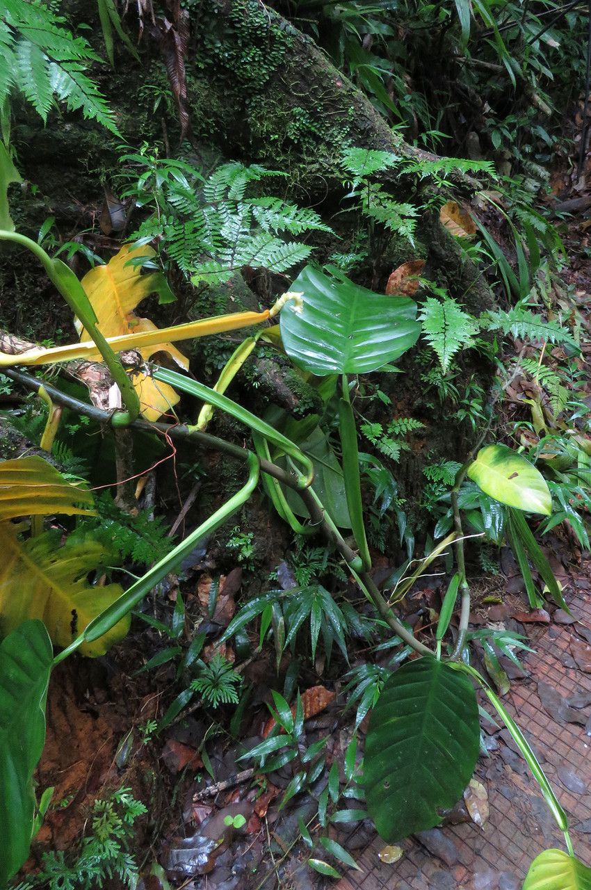 Philodendron lingulatum — search result for 'Philodendron'
