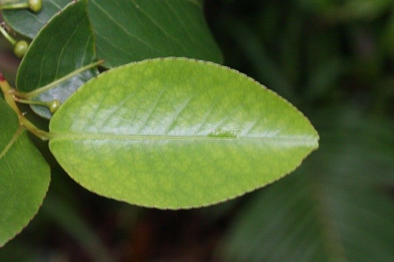 Aphloia theiformis — search result for 'Thymelaeaceae'