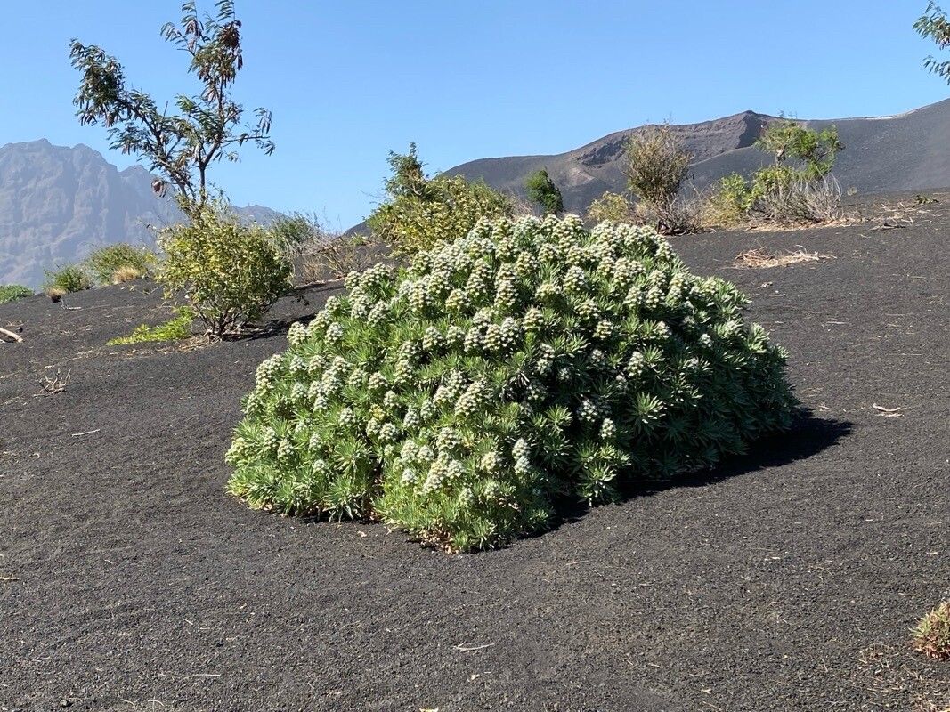 Echium vulcanorum — houseplant care guide