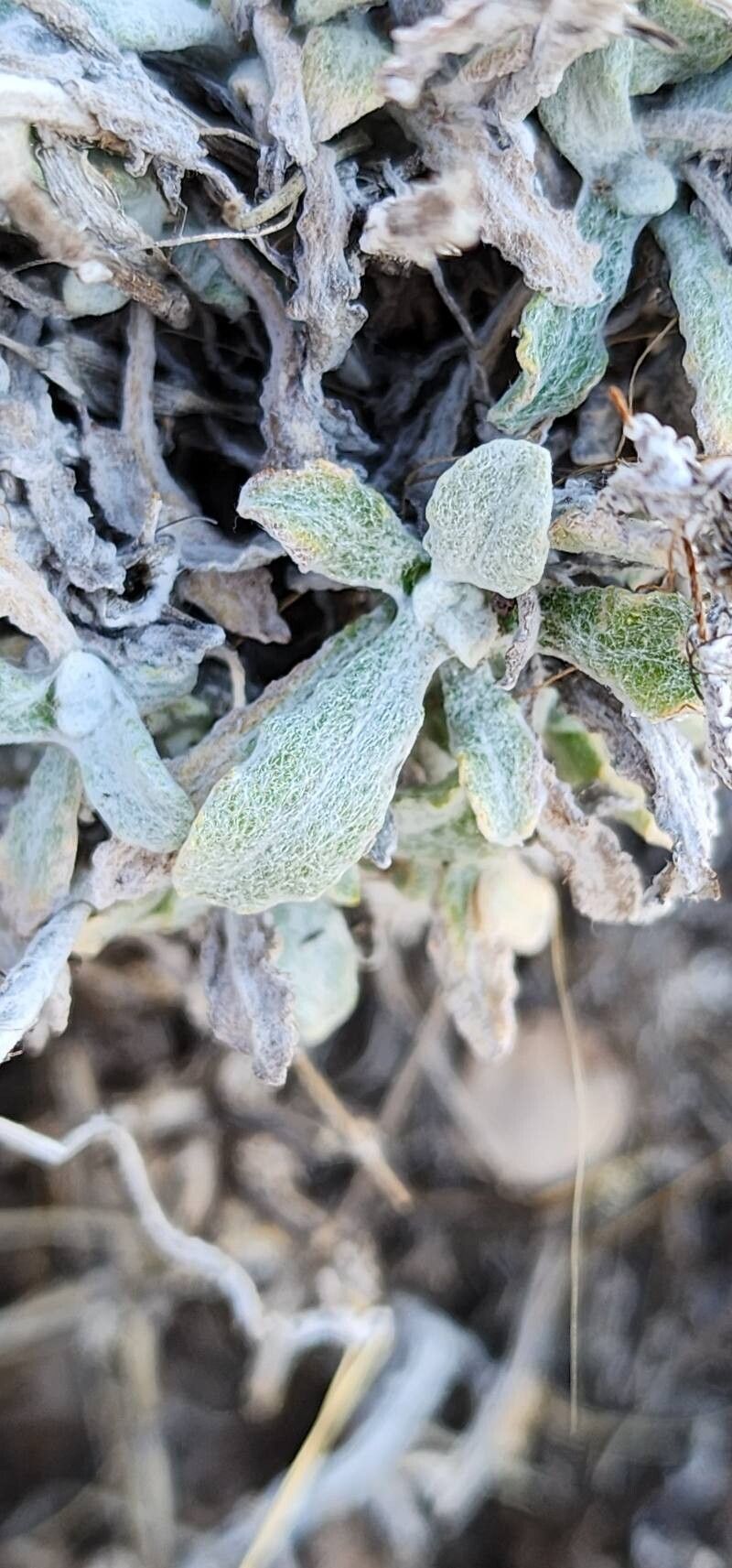 Helichrysum leucocephalum leaf