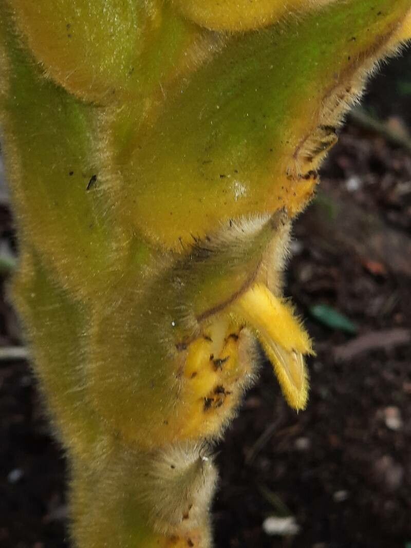 Heliconia xanthovillosa flower