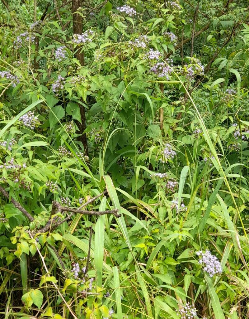 Chromolaena hookeriana habit