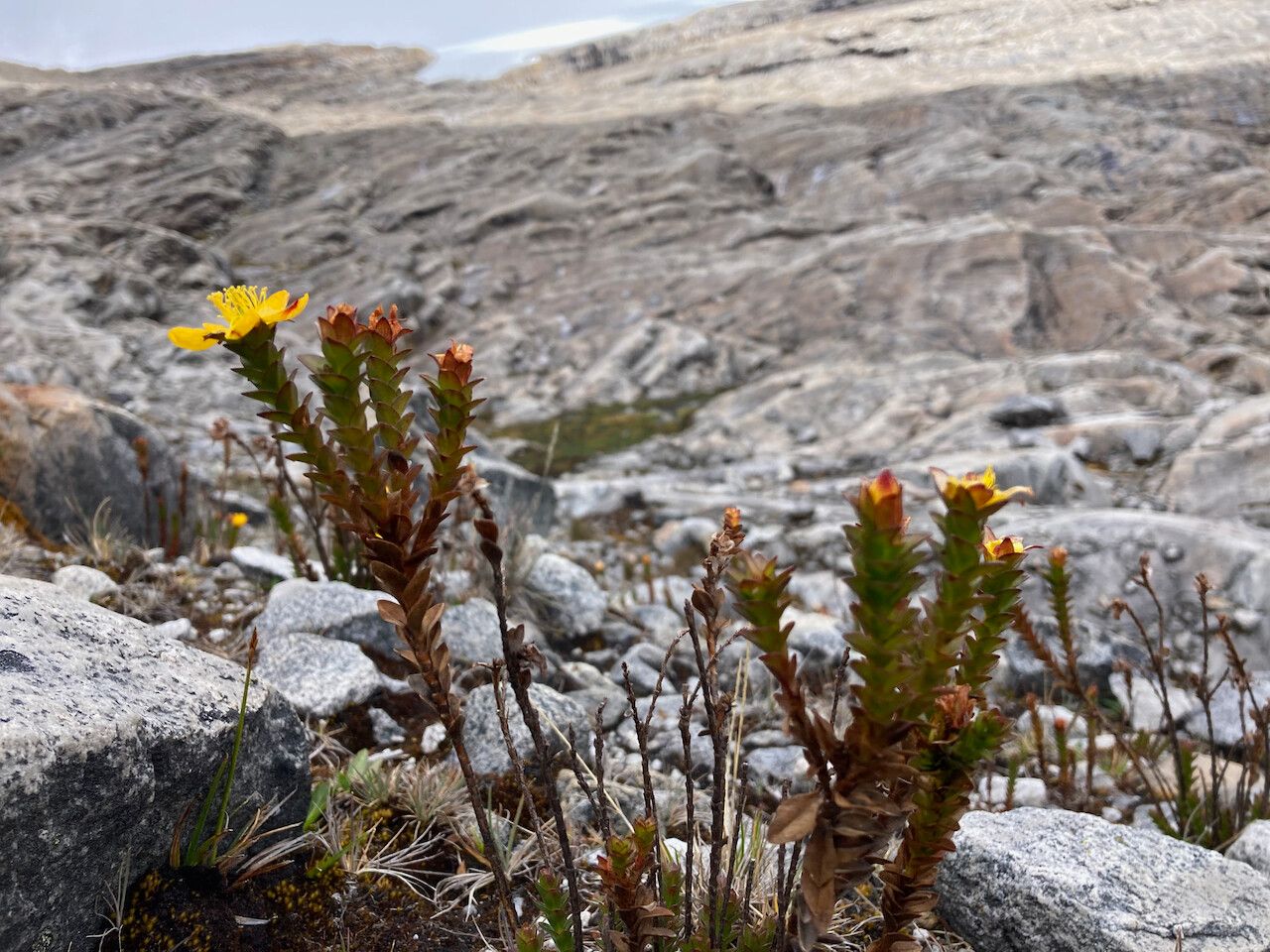 Hypericum mexicanum habit