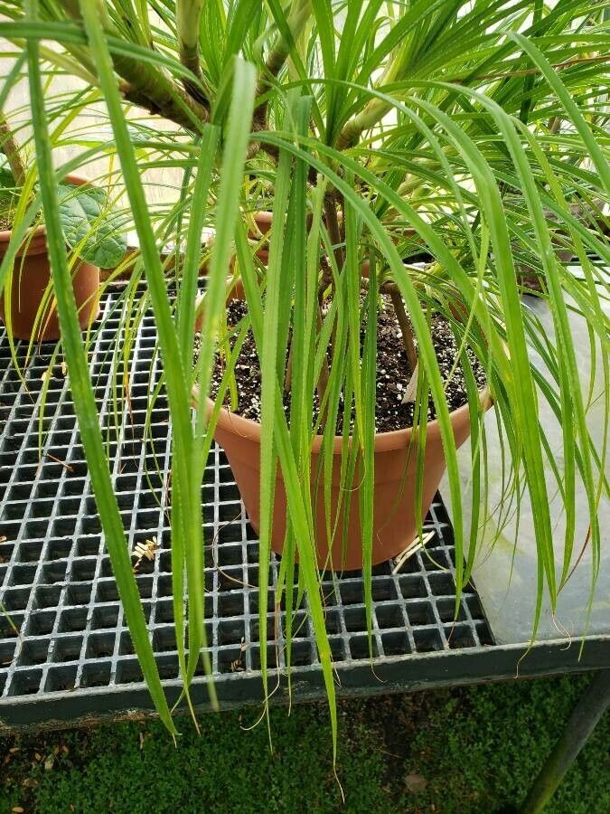 Pandanus pygmaeus — search result for 'Pandanus'